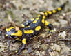 Feuersalamander