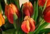 Tulpen zu Ostern Tulpen zu Ostern