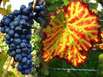 Weinreisen in der Slowakei Weinreisen in der Slowakei