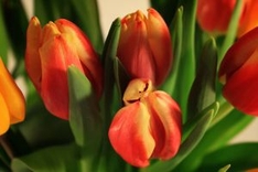 Tulpen zu Ostern